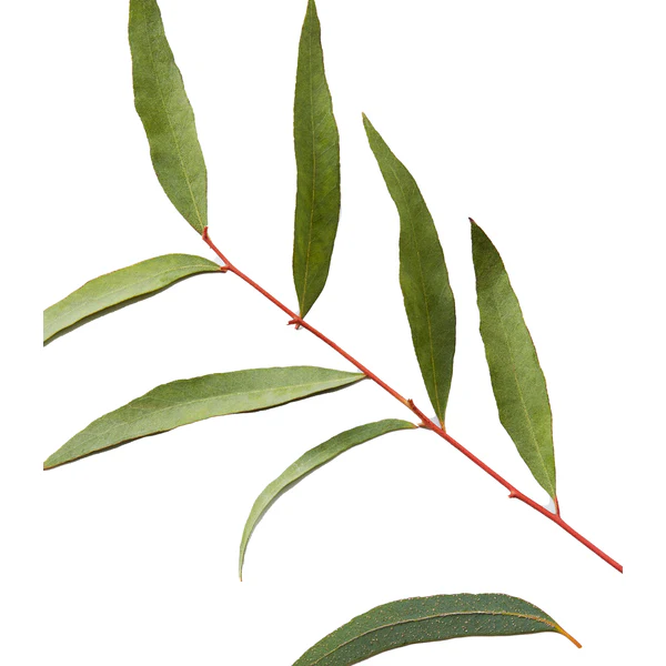 American Crew 3-In-1 Tea Tree 450ml - Image 5