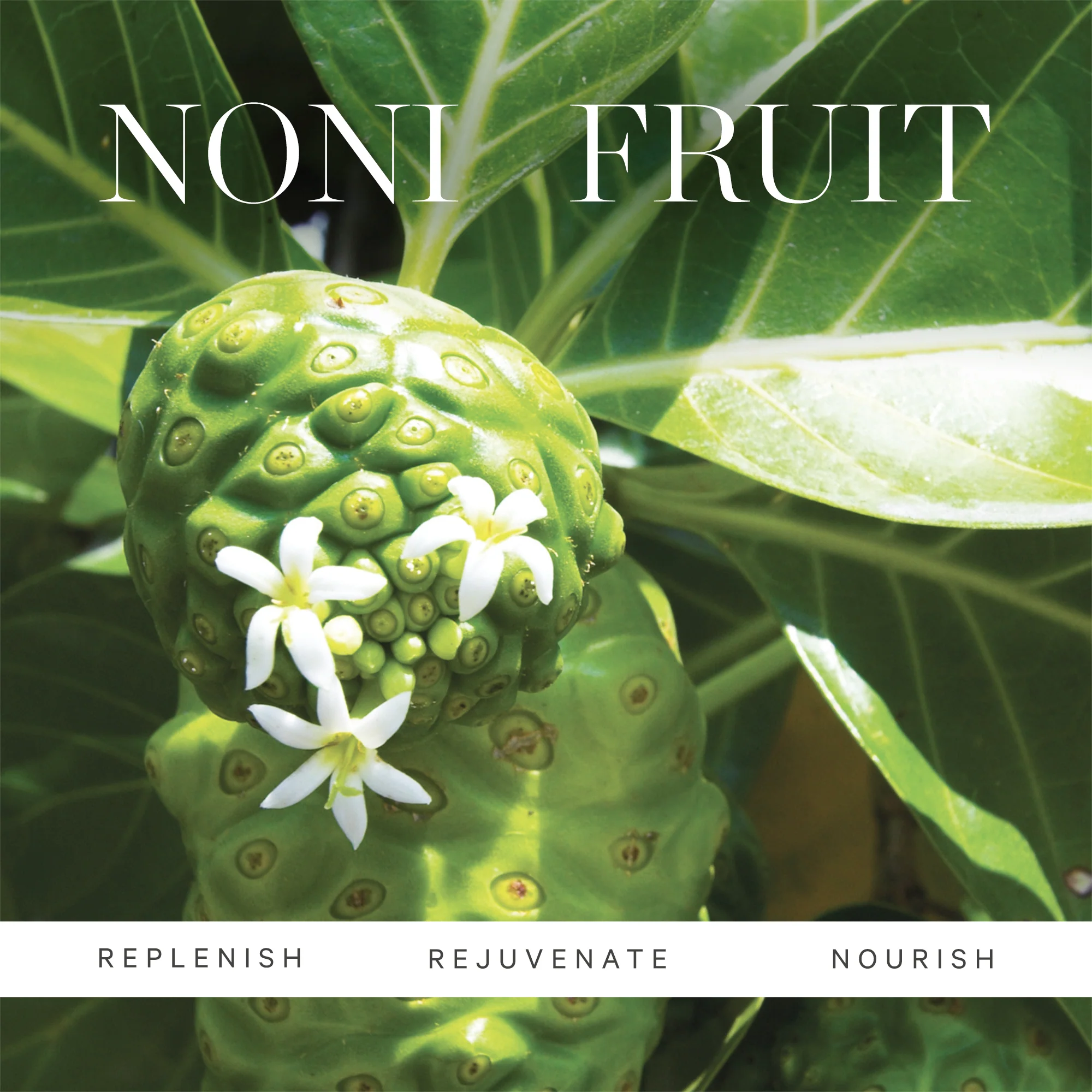 KORA Organics Noni Radiant Eye Oil 10ml - Image 7