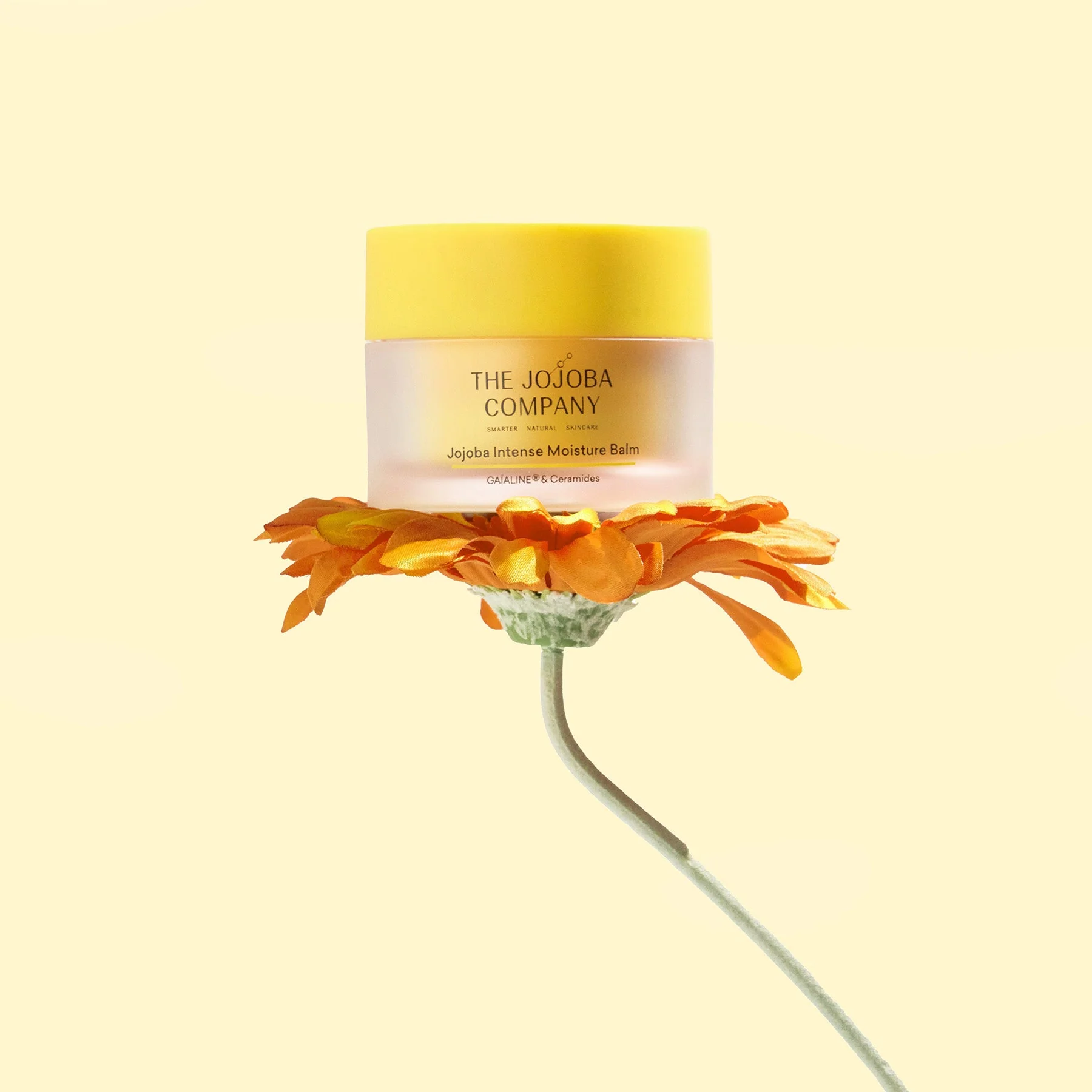 The Jojoba Company Jojoba Intense Moisture Balm 50ml - Image 2